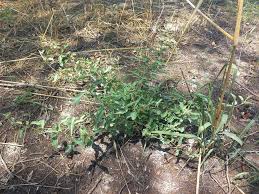 Image result for Raphionacme lanceolata