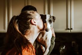 You are presented with so many insurance options that you are unsure which is best. Retired Greyhounds In Australia The Perfect Pet Pd Insurance