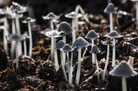 Ultimately mushrooms develop from decaying material in the soil such as wood or even grass clippings. This Is Why Mushrooms Grow In Your Vegetable Pots Urban Backyard Farming