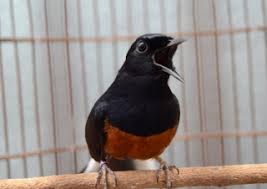 Burung murai batu merupakan salah satu jenis burung kicauan yang memiliki peminat yang besar di indonesia. Budi Basukie Bbasukie Profile Pinterest