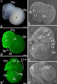 It presents a common forum for all scientists who take an explicitly organism oriented and integrative approach to the study of animal form, function, development and evolution. The Embryonic Development Of The Central American Wandering Spider Cupiennius Salei Frontiers In Zoology Full Text