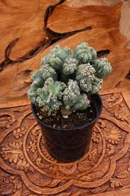 Image result for Senecio forbesii