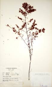 Image result for Erica pleiotricha