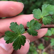 Image result for Aceraceae