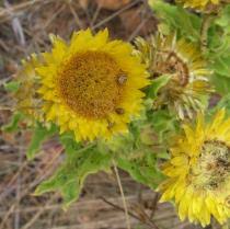 Image result for Helichrysum aureum