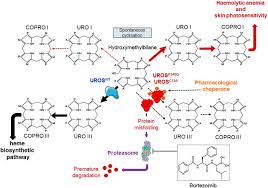 Ramsey size özel fiyat, indirim ve kampanyalarla birlikte hepsiburada.com'da. Therapeutic Potential Of Proteasome Inhibitors In Congenital Erythropoietic Porphyria Abstract Europe Pmc