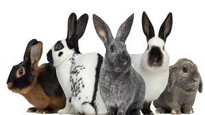 What do new zealand bunnies look like? Top 10 Best Breed Of Rabbit For First Time Owners