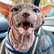 Conoce cuales son sus caraterísticas, hábitat, cómo es su reproducción y la clasificación o tipos. Xherdan The Sphynx Cat Becomes Internet S New Spirit Animal Huffpost