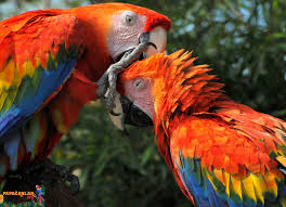 Ara Macaw Kac Yil Yasar 2020 Papaganlar Papagan Hayvan
