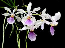 Image result for Vandellia subracemosa