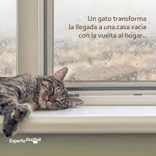 Debidamente entrenado, el ser humano puede llegar a ser el mejor amigo del perro. Frases De Gatos Mas De 60 Ideas Para Inspirarte