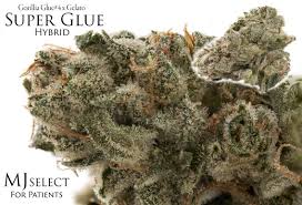 However, don't let the yummy tones fool you, as this strain packing a punch with even the smallest hit, gorilla glue (also known as gorilla glue #1) has quickly become a favorite for users seeking a super. 420101 Photography