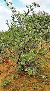 Image result for Grewia falcistipula