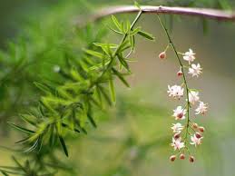 Image result for Asparagus falcatus