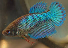 This variety of female betta fish will usually top out at 1.5 to 2 inches in length when they are fully grown. Female Betta Fish Color Variations