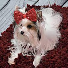 We believe we have the best full service store, but if you find that you are looking for something that is not in our store let us know by email and we. Teacup Parti Yorkies Home Facebook