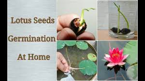 It is possible to grow sacred lotus plants from seeds, but most gardeners start with rhizomes instead because the process does not take as long. How To Grow Lotus Seeds At Home Easy Process Step By Step Youtube