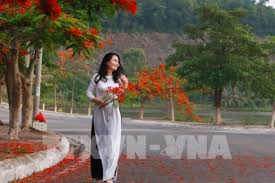 Hải phòng là thành phố cảng quan trọng, trung tâm công nghiệp, cảng biển lớn nhất phía bắc việt nam, đồng thời cũng là trung tâm kinh tế, văn hoá hải phòng còn được gọi là đất cảng, hay thành phố cảng. Háº£i Phong Rá»£p Trá»i Hoa PhÆ°á»£ng Ä'á»