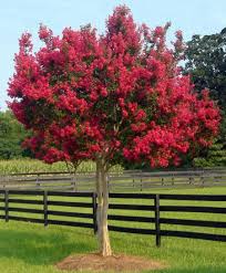 Tonto Crape Myrtle Tree