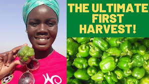 And They Said I was CRAZY for Becoming A Farmer…