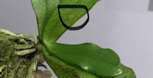 Image result for Aerangis kirkii