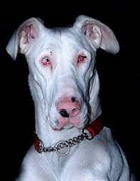 Merle Dog Coat Wikipedia