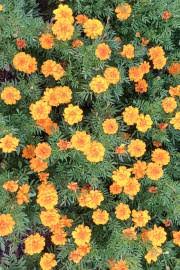 Image result for Crassocephalum montuosum