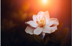 Search Classified Ads in Australia