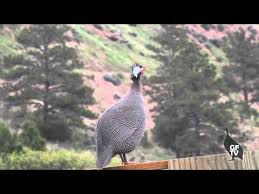 We did not find results for: Pin On Chickens Guinea Hens Ducks