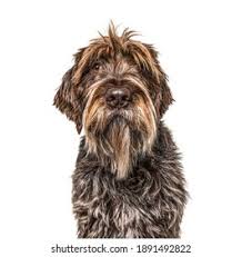 Image result for griffon korthalsův