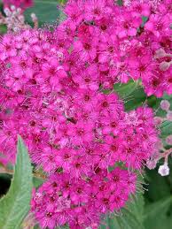 Image result for Spiraea
