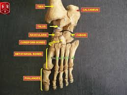 A leg bone is a bone found in the leg.these can include any the following: Foot Anatomy Bones Ligaments Muscles Tendons Arches And Skin