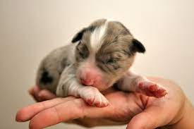 Fading Puppy Syndrome For Dogs Vetlexicon Canis From Vetlexicon Definitive Veterinary Intelligence