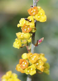 Image result for Santalaceae