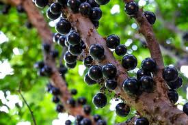 Check spelling or type a new query. 27 Different Types Of Fruit Trees Plus More Fruitful Facts Home Stratosphere