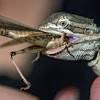 Last year we had a lot more grasshoppers than usual. 1