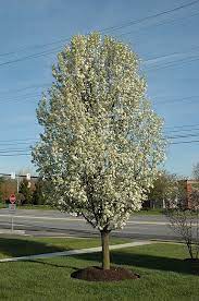 None chanticleer pear 2 chanticleer pear 2.5 +$150.00 chanticleer pear 3 +$355.00 chanticleer pear 3.5 +$570.00. Chanticleer Ornamental Pear Pyrus Calleryana Chanticleer At Jared S Nursery Gift And Garden Ornamental Trees Plants Garden Solutions