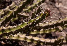 Image result for Euphorbia griseola