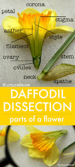 Flower lesson plans and ideas. Daffodil Dissection Parts Of A Flower Lesson Nurturestore