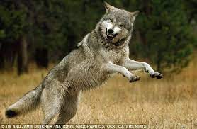 Playful Animals Wild Animals Largest Wolf