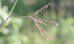25' to 50' / 7.60m to 15.20m outside requirements: The Magic Of Seed Dispersal Schlitz Audubon