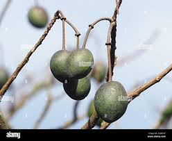 Image result for Crateva