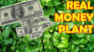 Download top money plant illustrations available in png, svg, and eps formats. How To Grow Money Plant Real Money Fun Sprouting Seeds Youtube