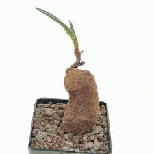 Image result for Oxygonum