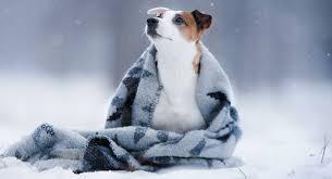 Naming your dog is the first experience you share with your new pet and it can be a bonding experience too. Dog Names That Start With W Over 200 Wonderful Ideas