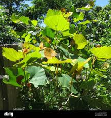 Image result for Rhoicissus tomentosa