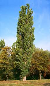 The peepal tree or ficus religiosa is sacred to three major religions — hinduism, buddhism and jainism — because it is the tree under which siddhartha gautama attained enlightenment and. Tree A Week Poplar