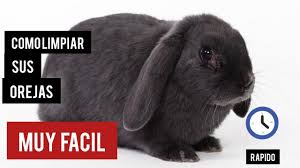 Image result for scabies rabbits ears