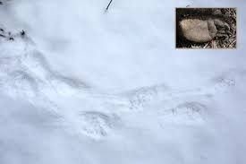 We did not find results for: Porcupine Tracks Naturally Curious With Mary Holland