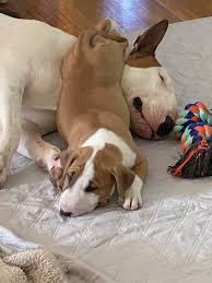 Our dogs are bred for disposition. Qbd6d48vsn6wtm